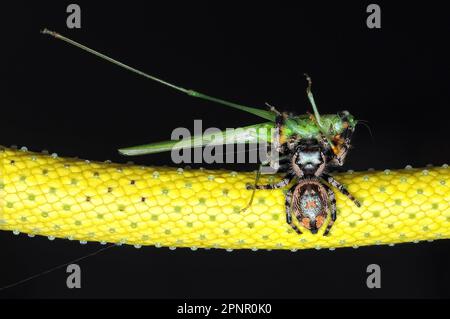 Primo piano di un Jumping Spider (Phidippus regius) mangiare un insetto, Indonesia Foto Stock