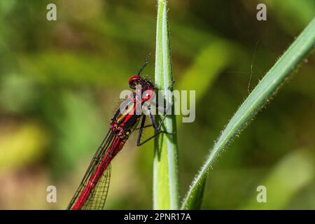 Dirigiti a immagine di una grande damselfly rossa maschile (ninfola di Pyrrosoma) che riposa su una foglia sopra uno stagno in un caldo giorno d'estate. Foto Stock