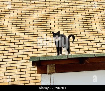 Primo piano di un gatto smoking arrabbiato con una schiena arcuata in piedi su un tetto Foto Stock