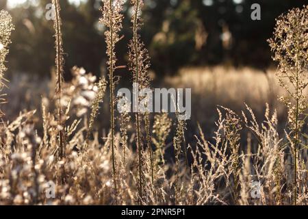 Prato autunnale la mattina presto. Vita lenta Foto Stock