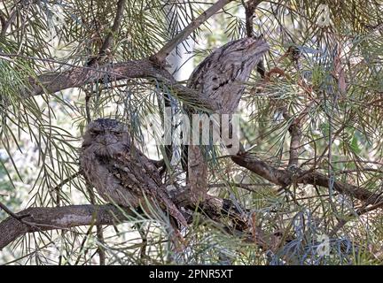 Coppia di frogmouth tawny (Podargus strigoides strigoides) per adulti al roost diurno del Queensland sud-orientale, Australia. Marzo Foto Stock