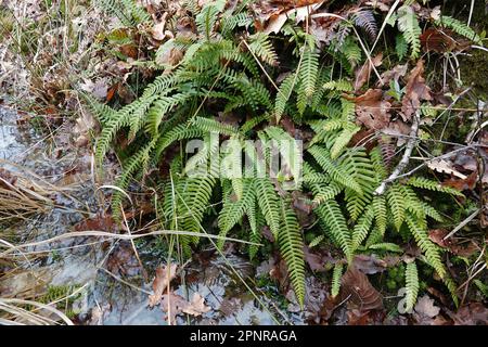 Primo piano su una felce sempreverde, struthiopteris spicant nella foresta Foto Stock