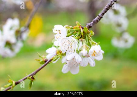 primavera nel frutteto. Fiori di ciliegio bianco fiorì su un ramo di albero. Foto Stock