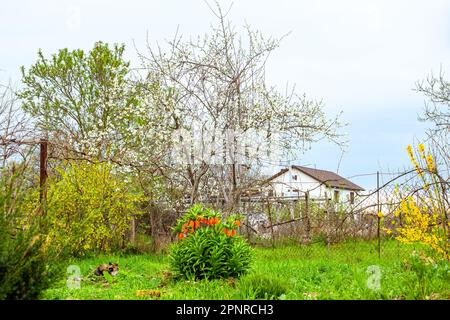 primavera in un cortile villaggio, fiori e alberi da frutto fioriscono, una casa sullo sfondo. Foto Stock