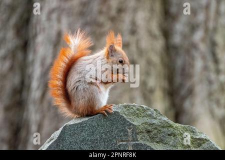 Scoiattolo rosso (Sciurus vulgaris) nel Friedhof Alter (vecchio cimitero) St Marien-St-Nikolai cimitero di Berlino. Questa specie di scoiattolo dell'albero del genere Foto Stock