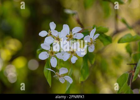 fiori di pero Foto Stock