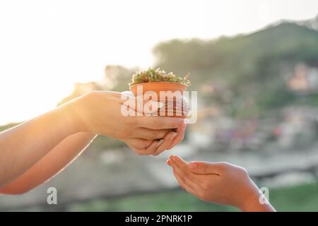 primo piano delle mani di una donna che consegna una piccola pianta a sua figlia per prenderla cura di esso Foto Stock