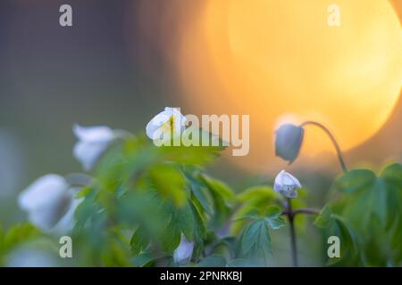 Legno Anemone (Anemone nemorosa) fiori retroilluminati al tramonto. Sfondo con messa a fuoco morbida. Coperchio. Sfondo. Foto Stock