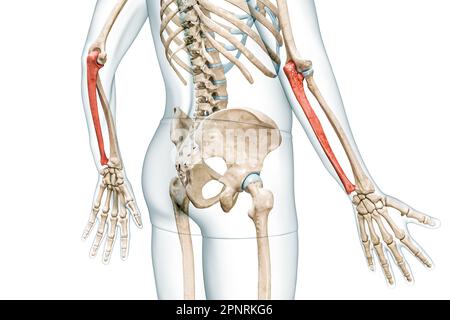 Osso dell'avambraccio ulna di colore rosso con corpo 3D che rende l'illustrazione isolata su bianco con spazio di copia. Anatomia umana dello scheletro e del braccio, diagramma medico, Foto Stock