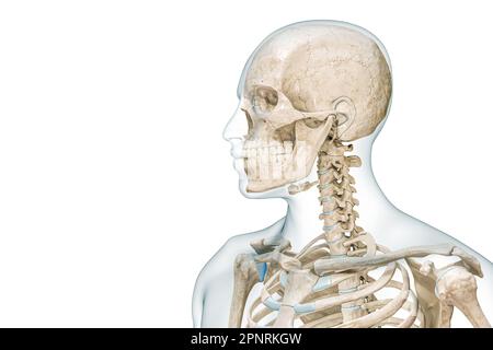 Scheletro del corpo superiore con vista del profilo della testa e del cranio 3D illustrazione di rendering isolata su bianco con spazio di copia. Anatomia umana, diagramma medico, oste Foto Stock