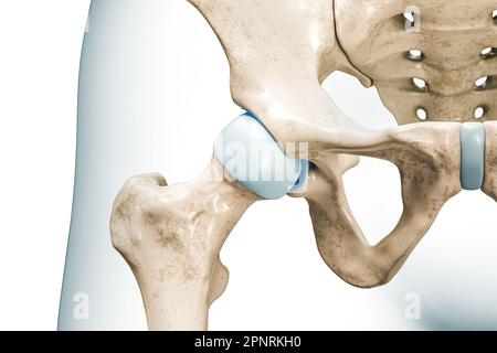 Illustrazione del rendering 3D close-up dell'articolazione dell'anca isolata su bianco con spazio di copia. Scheletro umano e anatomia pelvica, diagramma medico, osteologia, scheletro Foto Stock