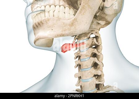 Osso Hyoid di colore rosso con corpo 3D immagine di rendering isolato su bianco con spazio di copia. Anatomia dello scheletro umano, diagramma medico, osteologia, ske Foto Stock