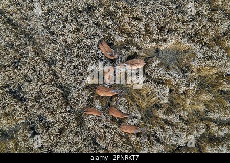 Vista aerea su gregge di cervi europei (Dama dama / Cervus dama) bucks / maschi foraggio in campo di mais / campo di grano in estate Foto Stock