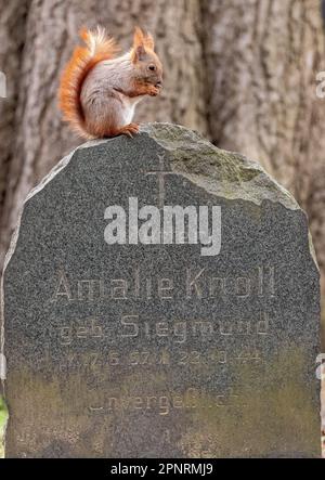 Scoiattolo rosso (Sciurus vulgaris) nel Friedhof Alter (vecchio cimitero) St Marien-St-Nikolai cimitero di Berlino. Questa specie di scoiattolo dell'albero del genere Foto Stock