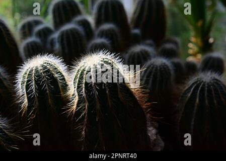 Impianto di Cactus con retroilluminazione in serra Foto Stock