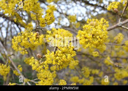 In primavera cornel è reale (Cornus mas) fiorisce in natura Foto Stock