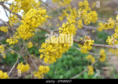 In primavera cornel è reale (Cornus mas) fiorisce in natura Foto Stock