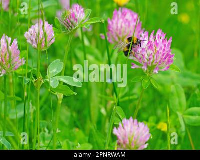 Trifoglio rosso fiorito, Trifolium pratense, primo piano Foto Stock