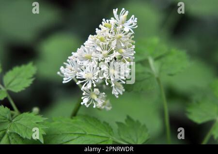 Pianta perenne, rara, velenosa l'Actaea spicata cresce in natura nei boschi Foto Stock