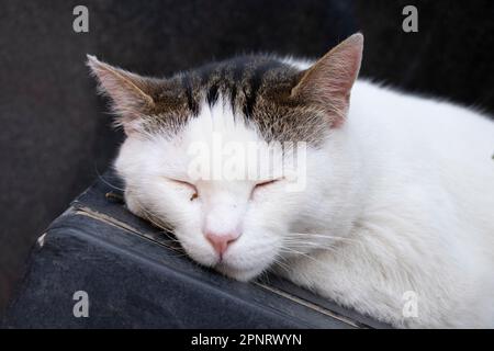 Un gatto bianco dorme comodamente. Foto Stock