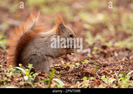 Scoiattolo rosso (Sciurus vulgaris) nel Friedhof Alter (vecchio cimitero) St Marien-St-Nikolai cimitero di Berlino. Questa specie di scoiattolo dell'albero del genere Foto Stock