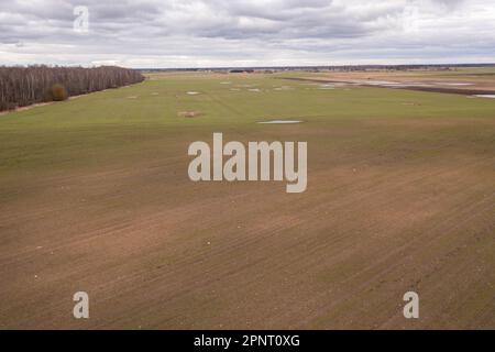 Fotografia drone di campo agricolo durante la primavera con pozze d'acqua e impronte animali durante le giornate nuvolose Foto Stock