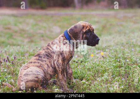 Zampe grandi, cuore grande, energia infinita! Questo grande cucciolo di dane ama ogni momento del loro gioco all'aperto! Foto Stock