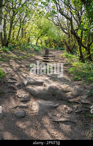 Ripido sentiero nel bosco Foto Stock