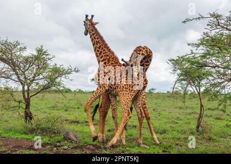 Due giraffe maschili che combattono al Parco Nazionale di Nairobi, Kenya Foto Stock