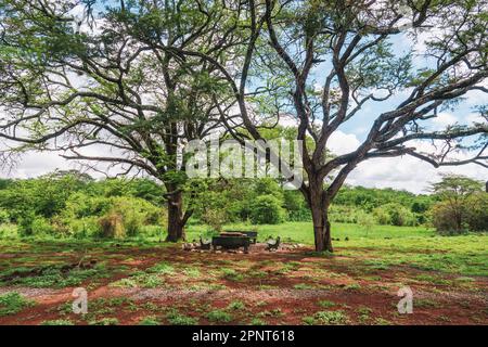 Vista panoramica delle sedie sotto gli alberi presso il sito picnic al Parco Nazionale di Nairobi, Kenya Foto Stock