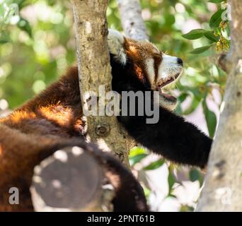 Un panda minore (o panda rosso) che sbadigna in un albero in uno zoo a Toyohashi, Giappone. Foto Stock