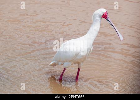 Spatolatrice africana in acque poco profonde al Parco Nazionale di Nairobi, Kenya Foto Stock