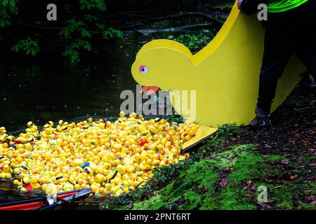 Centinaia di anatre gialle vengono rilasciate da un contenitore a forma di anatra sull'acqua all'inizio di Lymm Duck Race 2023 Foto Stock