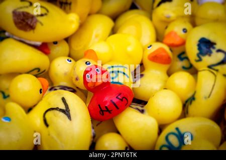 Mille anatre di plastica sono scesi in acqua per la Lymm Duck Race annuale 2023. C'era anche una felice anatra rossa Foto Stock