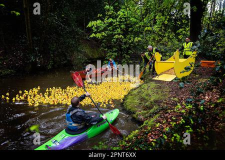 Centinaia di anatre gialle vengono rilasciate da un contenitore a forma di anatra sull'acqua all'inizio di Lymm Duck Race 2023 Foto Stock