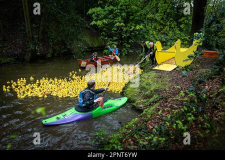 Centinaia di anatre gialle vengono rilasciate da un contenitore a forma di anatra sull'acqua all'inizio di Lymm Duck Race 2023 Foto Stock
