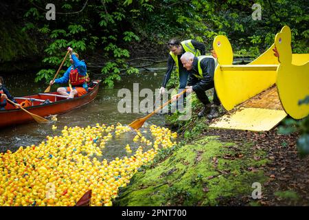 Centinaia di anatre gialle vengono rilasciate da un contenitore a forma di anatra sull'acqua all'inizio di Lymm Duck Race 2023 Foto Stock