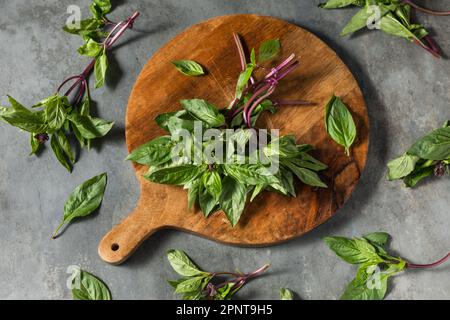 Verde crudo biologico Thai Santo Basilio in un mazzo Foto Stock