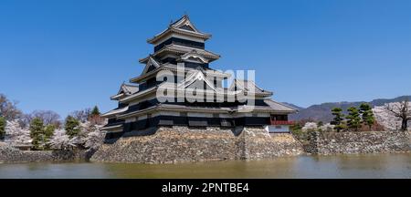 Castello di Matsumoto e fiori di ciliegia nella prefettura di Nagano, Giappone. Foto Stock