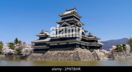 Castello di Matsumoto e fiori di ciliegia nella prefettura di Nagano, Giappone. Foto Stock