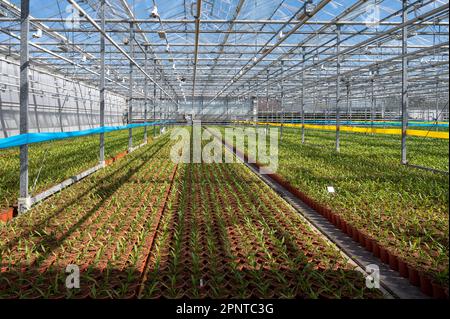 Giovani piante di curcuma, Curcuma longa pianta da fiore della famiglia dello zenzero, fioritura decorativa o ornamentale in serra olandese, nei Paesi Bassi Foto Stock