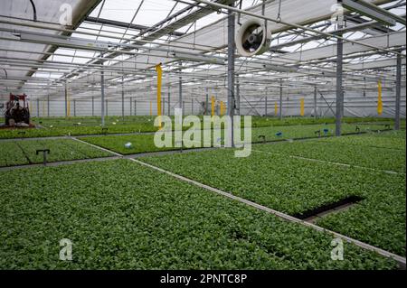 Coltivazione di diverse piante verdi di felce indoor in serra a Westland, North Holland, Paesi Bassi. Industria della flora, Foto Stock