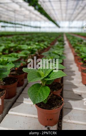 Giovani piante di Hydrangea o di hortensia, coltivate come piante ornamentali o decorative da giardino che coltivano in serra olandese, flora dei Paesi Bassi Foto Stock