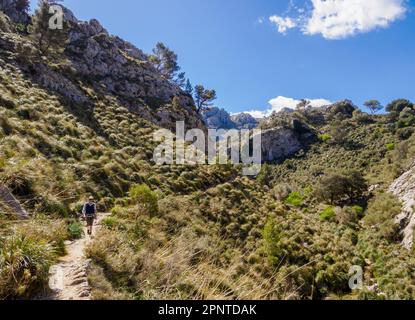Walker alla testa del Barranc de Biniaraix una profonda gola sulla GR 221 Drystone Route attraverso i Monti Tramuntana di Maiorca Spagna Foto Stock