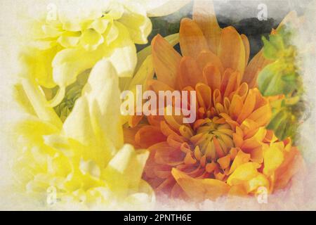 Una pittura digitale di acquerello di fiori di Astro gialli e arancioni che iniziano a fiorire con una profondità di campo poco profonda. Foto Stock