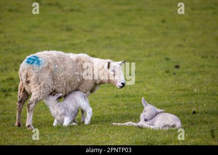 Twin lambs with mother sheep in field or grass pasture. One cute animal asleep and other suckling feeding from ewe. County Kildare, Ireland Foto Stock