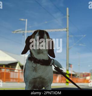 Un cane attende il suo proprietario alla stazione ferroviaria. Il concetto di lealtà, abbandono e amicizia canina. Un cane beagle urla tristemente per il suo padrone Foto Stock