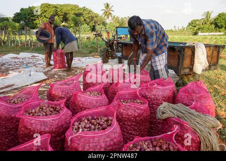 Markandu Yogalingam, a destra, confeziona cipolle a Jaffna, Sri Lanka il 15 agosto 2022. Per 30 anni, Yogalingam ha acquistato cipolle dai contadini per vendere a Dambulla, una città della provincia centrale dello Sri Lanka. (Vijayatharsiny Thinesh/Global Press Journal) Foto Stock