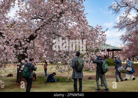 Aprile 2023 Tokyo, la gente si riunisce sotto i fiori di ciliegia in fiore nel Parco Gyoen di Shinjuku nella città di Tokyo per fotografare i fiori di ciliegia, Giappone, Asia Foto Stock