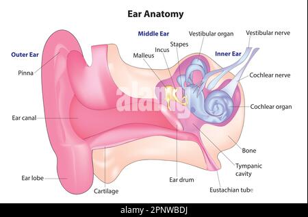 Diagramma dell'orecchio umano Illustrazione Vettoriale